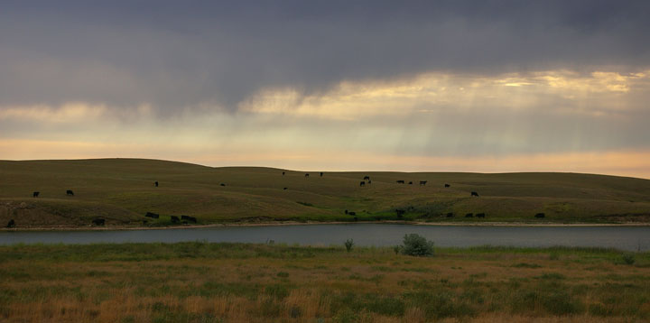 Cattle on Hill